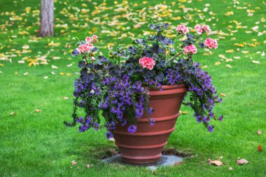 Saksıdaki güzel çiçekler