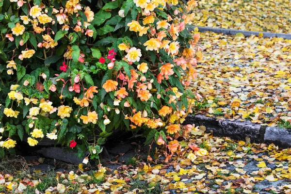 Vacker Prydnadsväxt Trädgården — Stockfoto