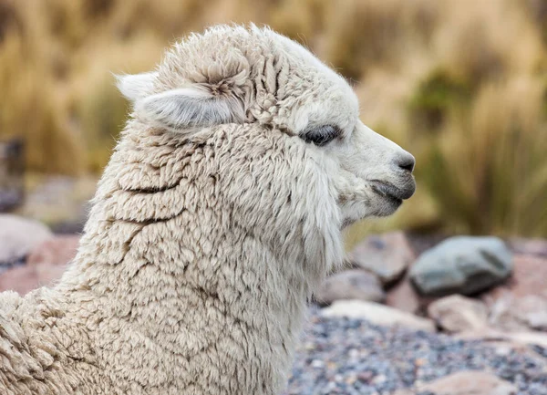 Niedliches Alpaka Aus Nächster Nähe Peru — Stockfoto