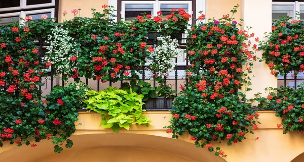 Mooie Bloemen Groeien Een Venster Tuin — Stockfoto