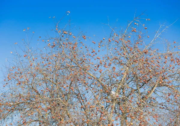 Снежные яблони в январе — стоковое фото