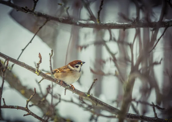 Sparrow na strom v zimě — Stock fotografie