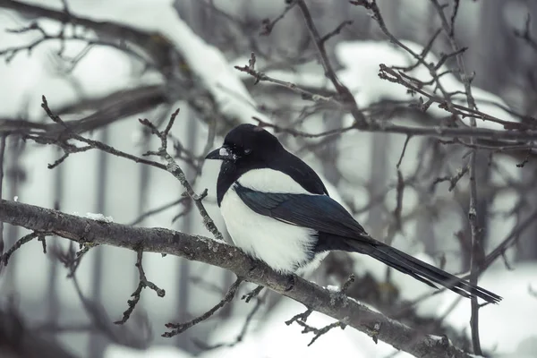 Magpie på ett träd på vintern — Stockfoto
