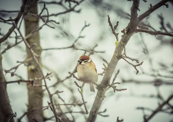 Sparrow na strom v zimě — Stock fotografie