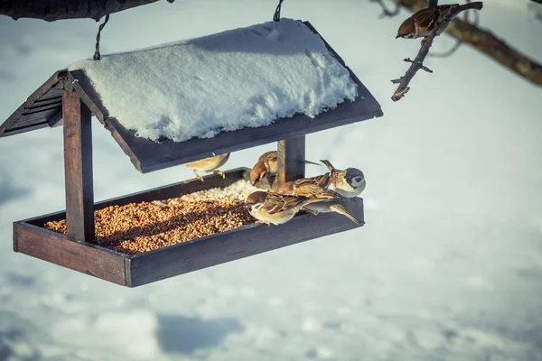 Mussen op een feeder in de winter — Stockfoto