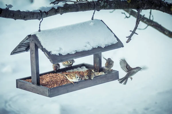 Sparrows on a feeder in winter — Stock Photo, Image