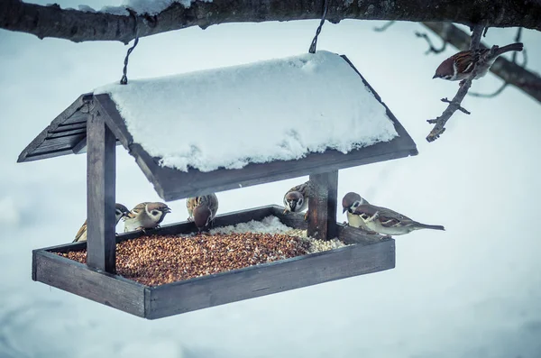 Spatzen am Futterhäuschen im Winter — Stockfoto