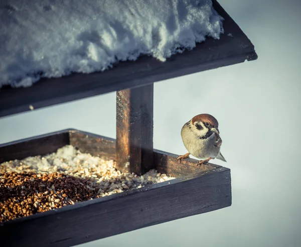 Vrabci na krmítko v zimě — Stock fotografie