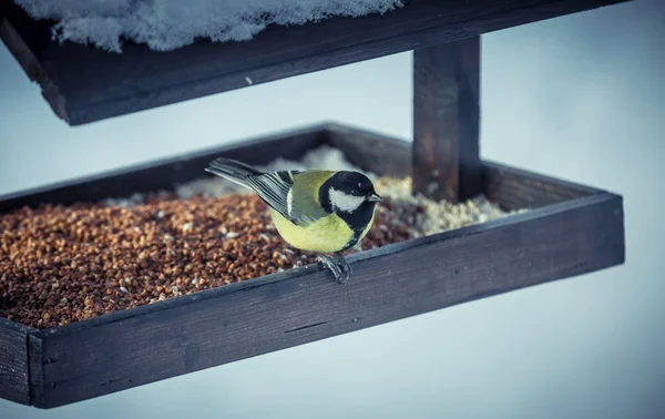 Grande tetta Parus Major su un alimentatore in inverno — Foto Stock