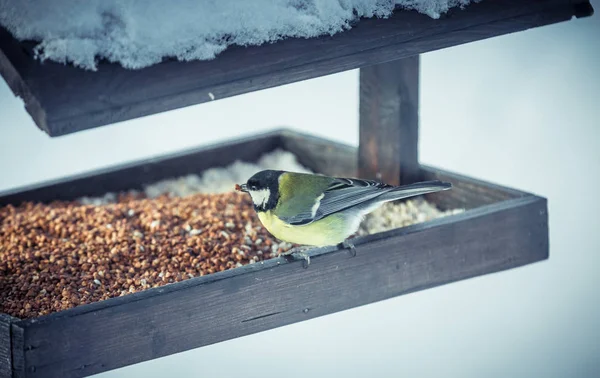 Sýkora koňadra Parus Major na krmítko v zimě — Stock fotografie