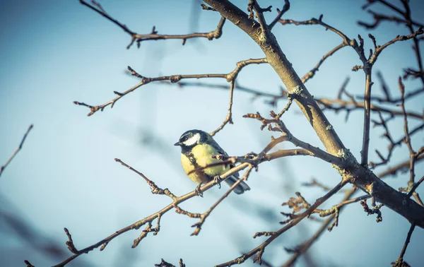 Bogatka Parus Major na drzewo w zimie — Zdjęcie stockowe