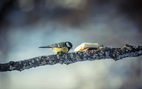 冬の日の木にシジュウカラ ヤマガラ メジャー — ストック写真