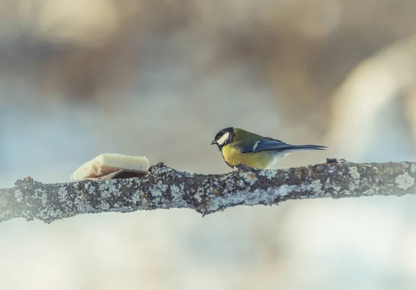 Talgoxe Parus Major på ett träd på vintern — Stockfoto