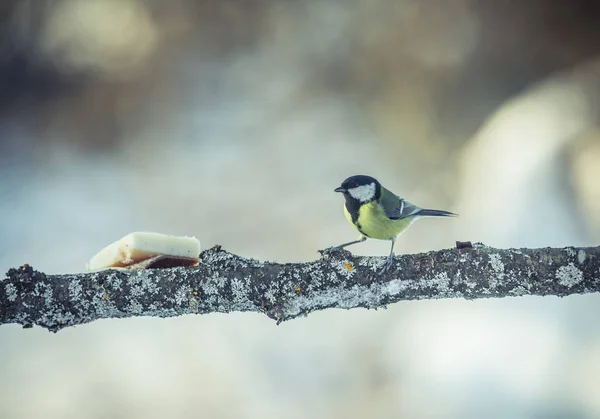 Sýkora koňadra Parus Major na strom v zimě — Stock fotografie