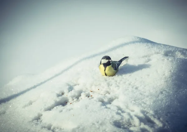 Gran teta Parus Major en la nieve —  Fotos de Stock