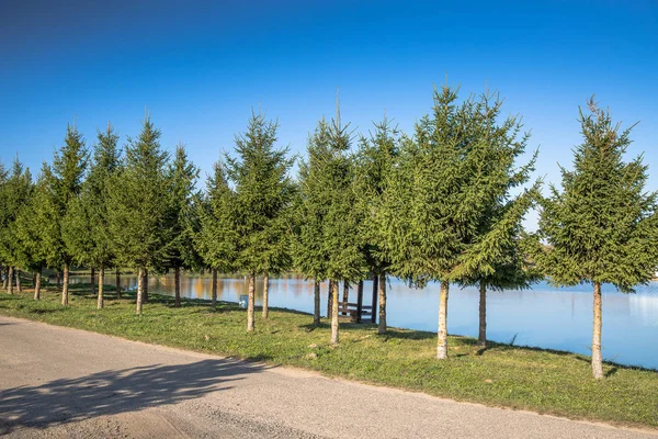 Dennenbomen aan het meer — Stockfoto