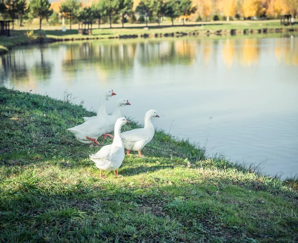 Oies sur le lac — Photo