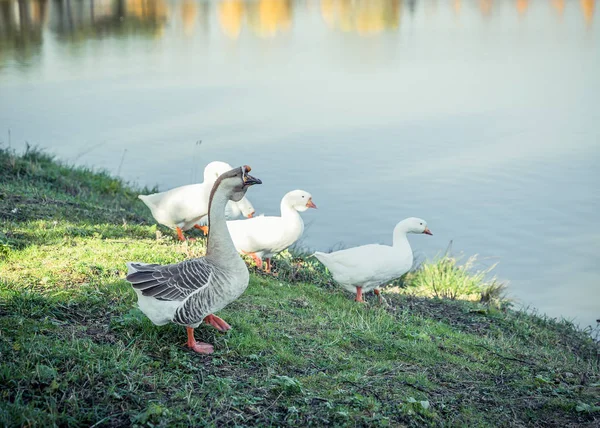 Gęsi na jeziorze — Zdjęcie stockowe