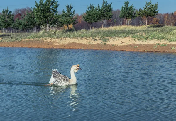 Oies sur le lac — Photo