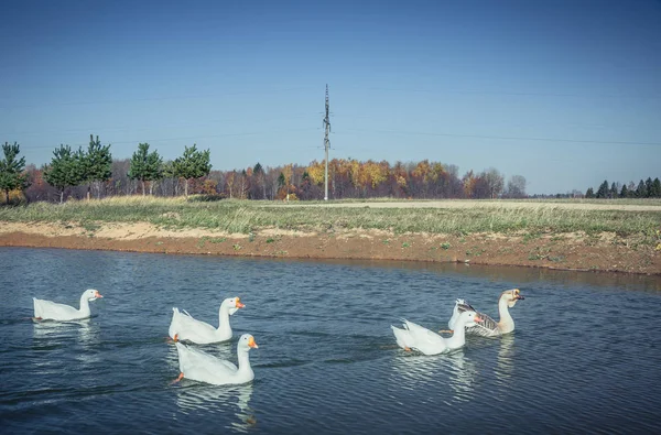 Göldeki kazlar — Stok fotoğraf