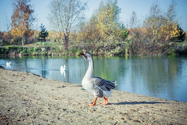 Geese on the Lake — Stock Photo, Image