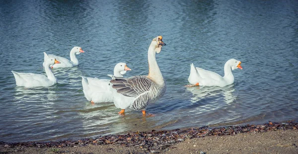 Gansos Lago — Foto de Stock