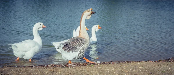 Gansos en el lago — Foto de Stock