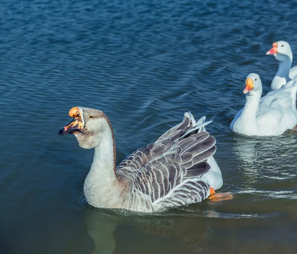 Gansos en el lago — Foto de Stock