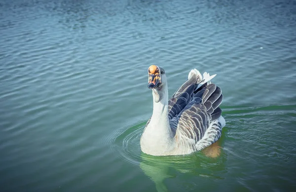 Gansos en el lago — Foto de Stock