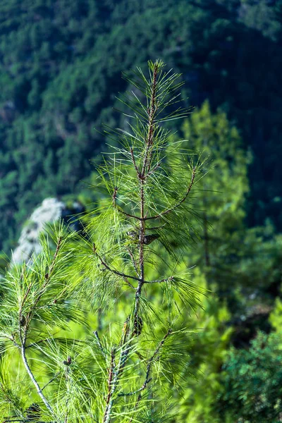 Spruce in the mountains — Stock Photo, Image