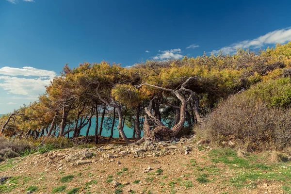 Tűlevelű mediterrán erdő Törökországban — Stock Fotó