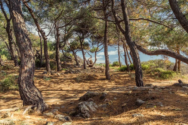 Jehličnaté středomořské lesy v Turecku — Stock fotografie