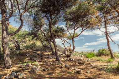 Türkiye'de Kozalaklı Akdeniz Ormanı