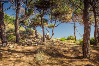 Türkiye'de Kozalaklı Akdeniz Ormanı