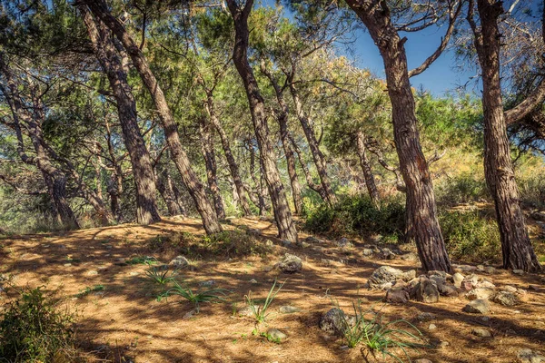 Coniferous Mediterranean Forest w Turcji — Zdjęcie stockowe