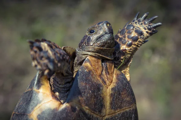 Tortuga en vida silvestre. Turquía — Foto de Stock