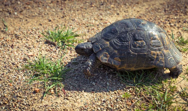 Tortuga en vida silvestre. Turquía — Foto de Stock