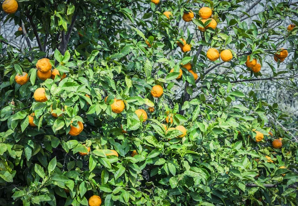 Giardino di mandarini - Alberi con frutti maturi — Foto Stock