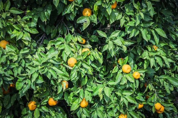 Mandarin garden - Trees with ripe fruits — Stock Photo, Image