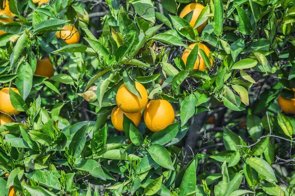 Oranžový zahrada - stromy se zralými plody — Stock fotografie