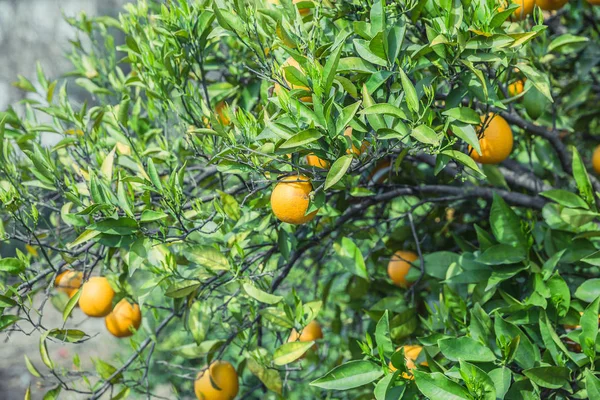 Portakal bahçesi - olgunlaşmış meyve ağaçlarıyla