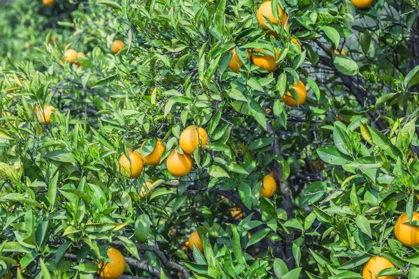 Orange garden - Trees with ripe fruits — Stock Photo, Image