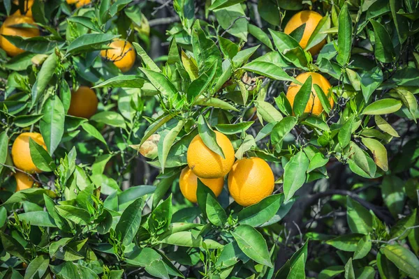 Orangengarten - Bäume mit reifen Früchten — Stockfoto