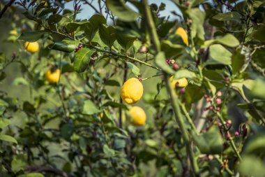 Limon bahçesi - Olgun meyveli ağaçlar
