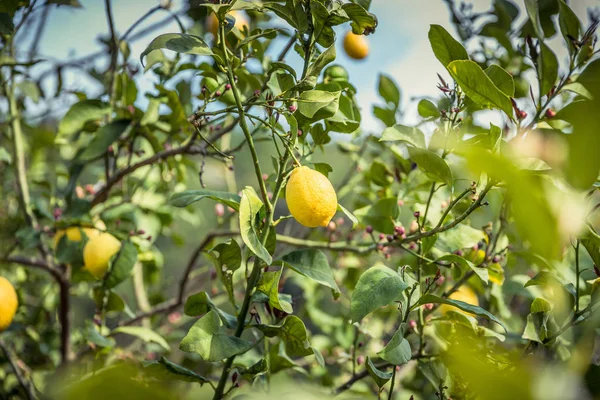 Zitronengarten - Bäume mit reifen Früchten — Stockfoto