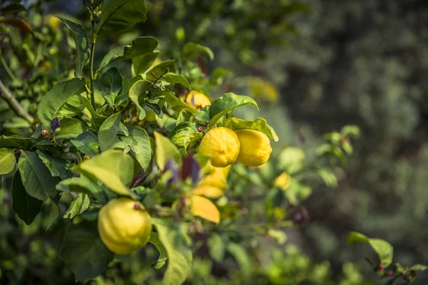 Lemon garden - Trees with ripe fruits — Stock Photo, Image