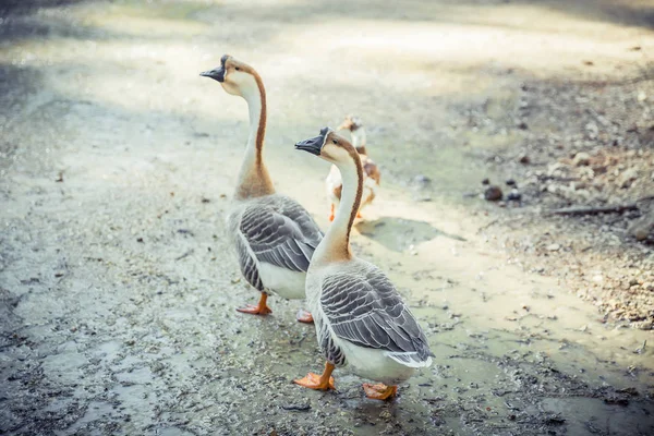 Geese on the ground in the village — Stock Photo, Image