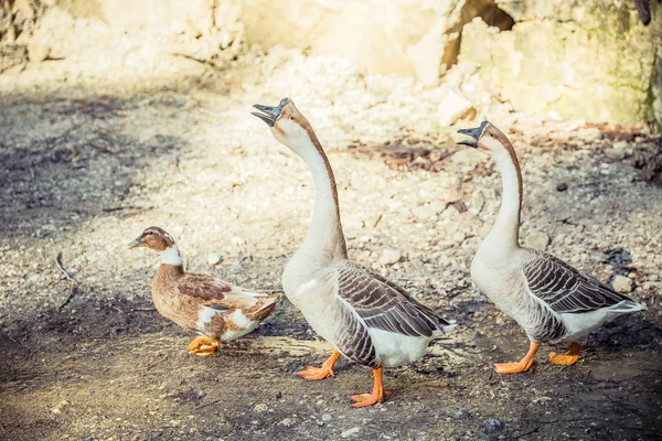 Gansos en el suelo en el pueblo — Foto de Stock