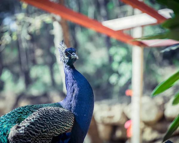 Pfauenmännchen im Garten — Stockfoto