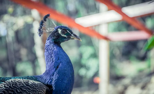 Male Peacock in the garden — Stock Photo, Image